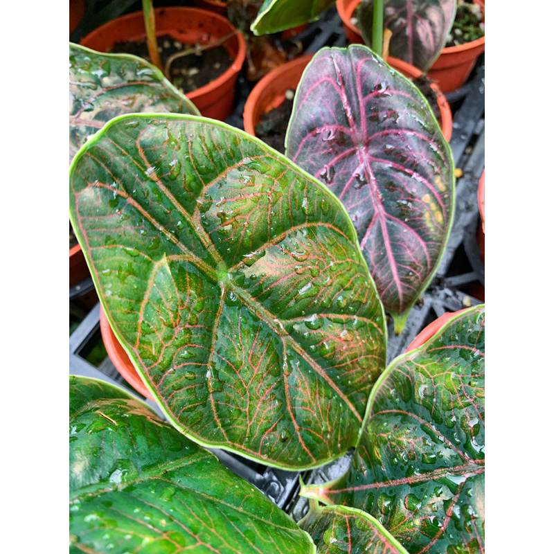 🌱汶萊之星觀音蓮Alocasia azlanii阿茲蘭觀音蓮 療癒系 觀葉植物 3寸盆