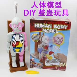《翔翼玩具》人體器官模型玩具 人體探索科遊戲 人體模型玩具 人體模型遊戲 玩具 桌遊 12-1155 安全標章合格玩具