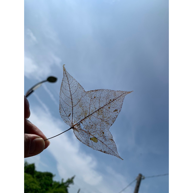 葉脈無染色-香楓楓葉🍁-DIY素材-葉問花創作