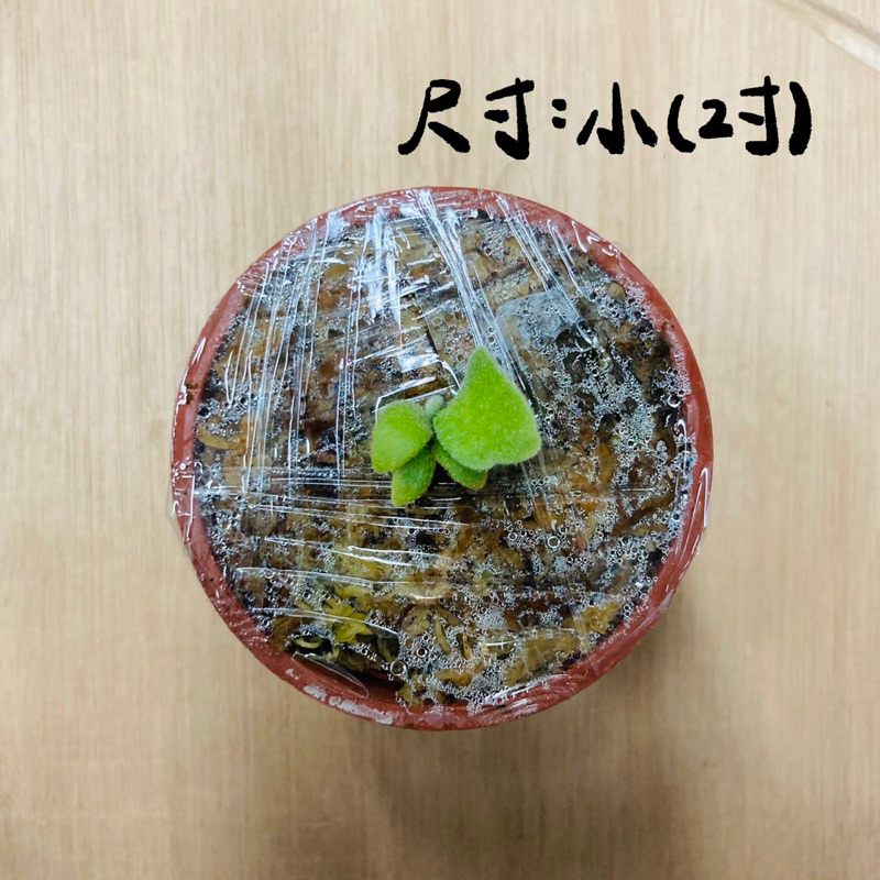 2022新発 [JG b-b] girl Jade willinckii 植物/観葉植物 - education