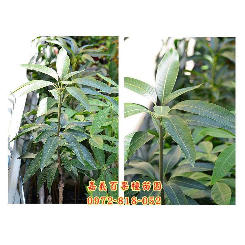 芒果 大中小各種新品種愛文.慢愛文芒果水果種苗請電洽0972818052