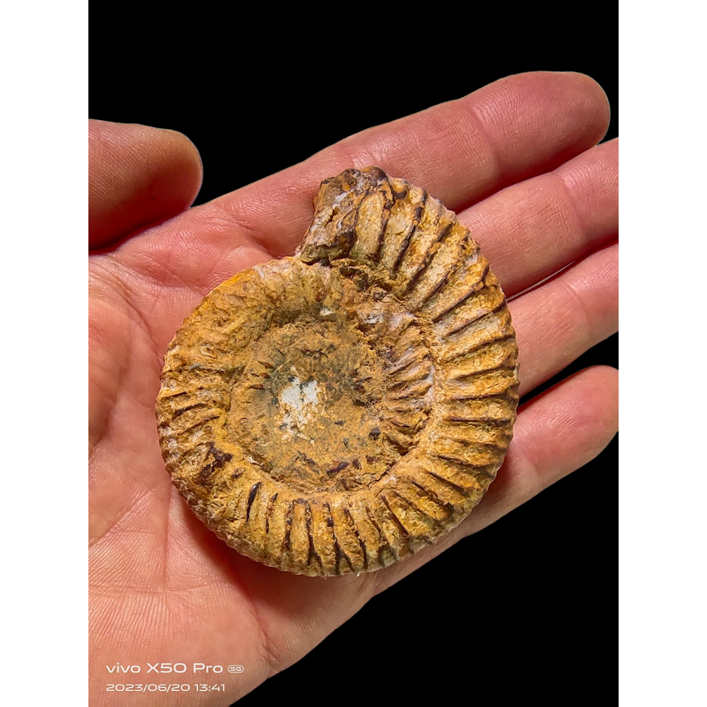 E款極品天然馬達加斯加大号巴甫洛夫菊石標本 奇石收藏古生物化石原石擇件 黄海螺