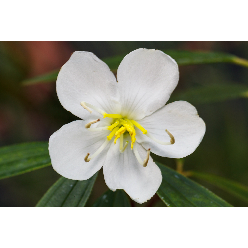 台灣原生種-白花野牡丹 紅花野牡丹 白埔筆花 白花山石榴 山石榴 奇花異草 花卉 藥用植物