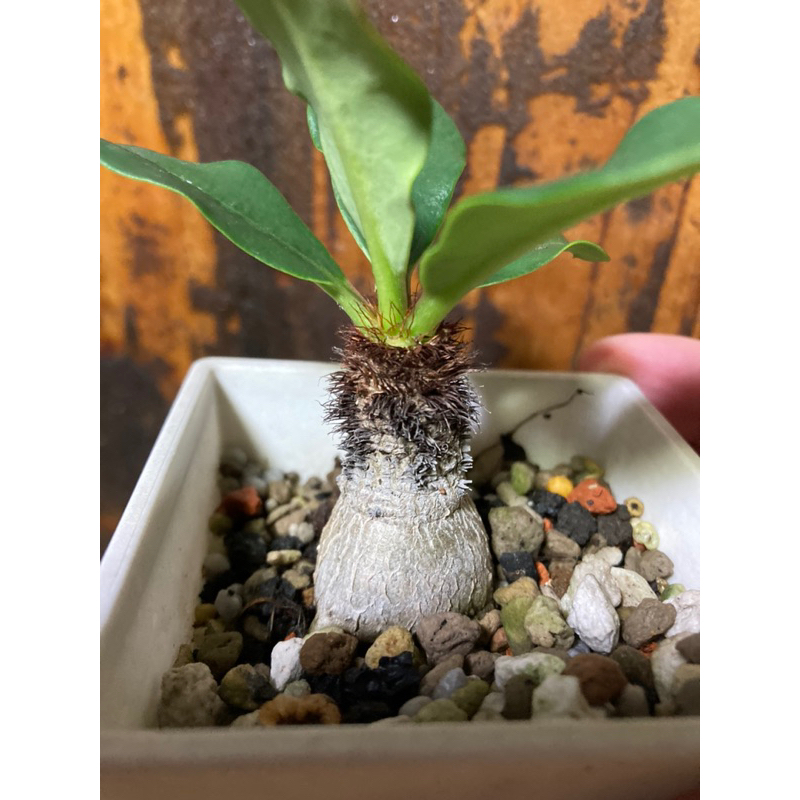 Euphorbia Ramena象鼻大戟（實生）