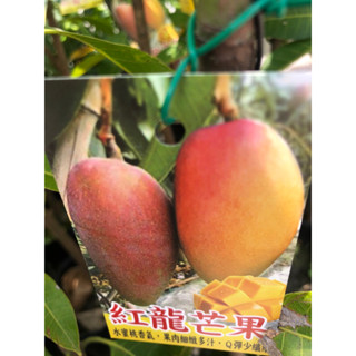 紅龍芒果🥭｜4吋～苗植袋/嫁接果樹苖木⋯