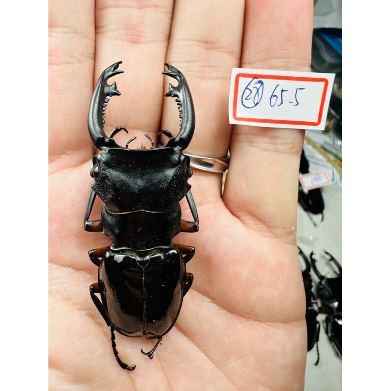 Odontolabis的價格推薦- 2025年10月| 比價比個夠BigGo