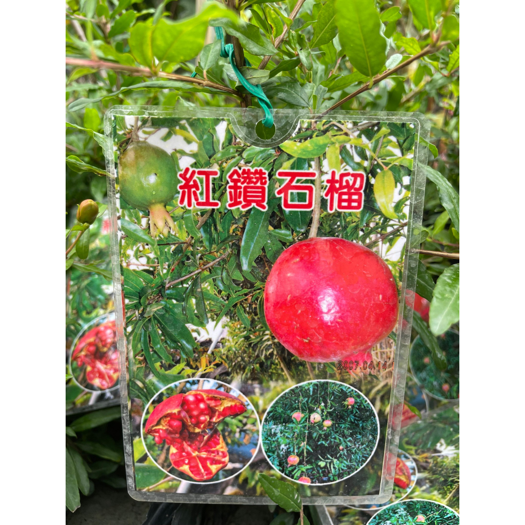 【花田厝】水果苗 --紅鑽石榴--新品種 4吋盆
