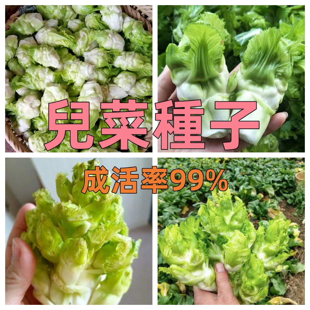 新店大酬客🔥【兒菜種子】四季播種 蔬菜種子 兒菜種子 娃娃菜抱子芥菜四季蔬菜 速發