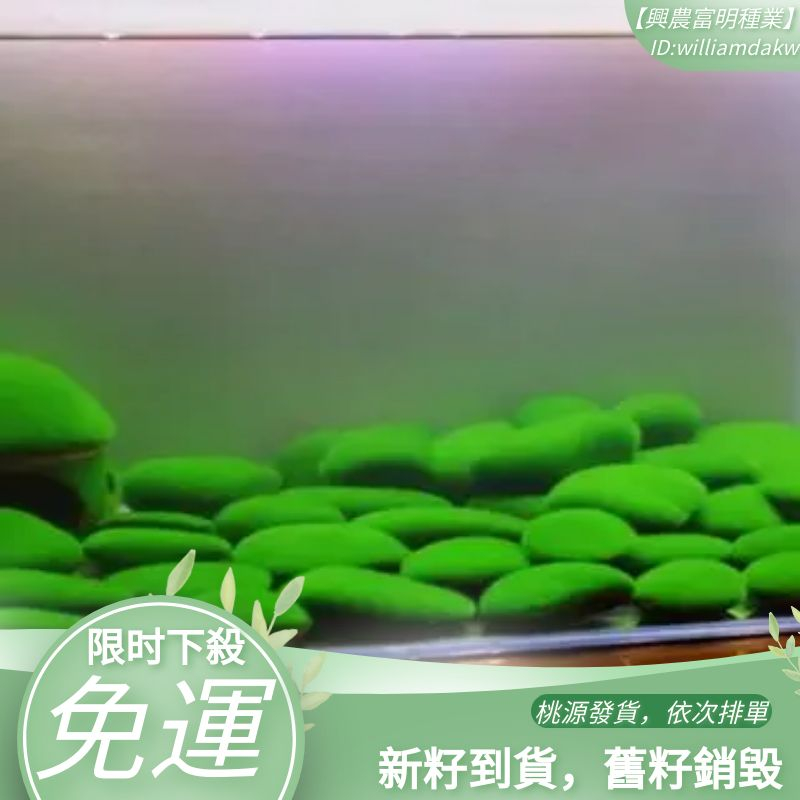 短絨藻種子長絨藻種子綠藻種子藻種藻石藻球綠藻蘇蝦藻魚缸綠藻綠苔種水草凈化