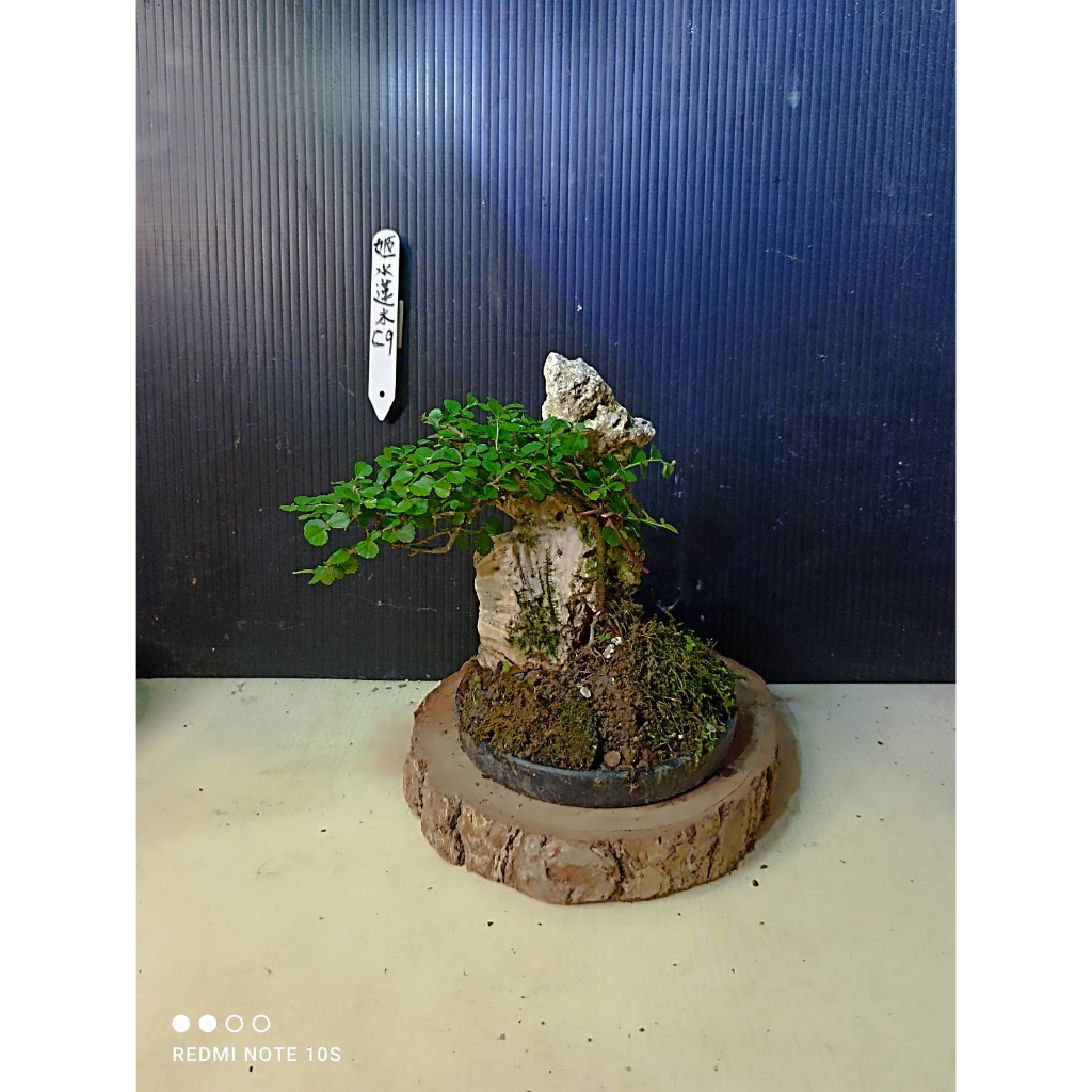 樂山  姬水蓮木  C9  小型盆栽