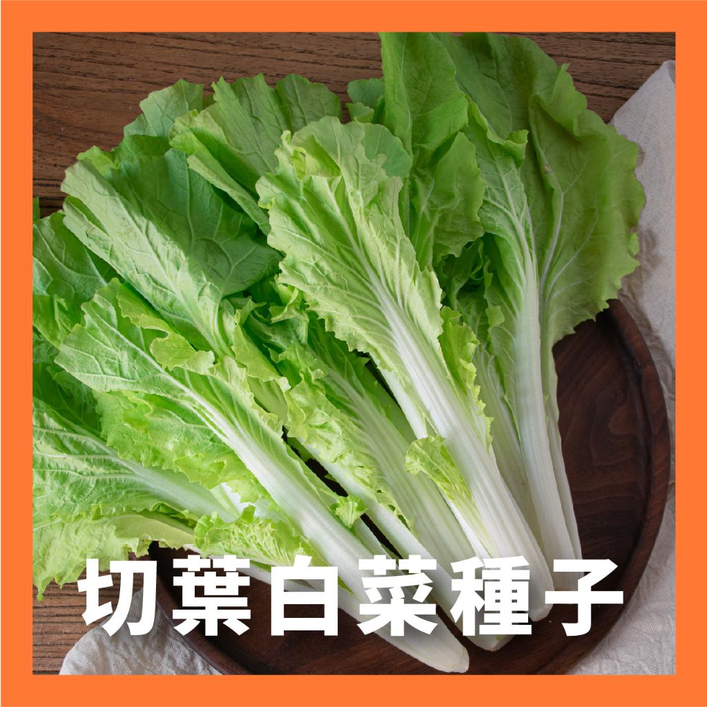 現貨）小白菜種子｜30天即採收｜土白菜｜切葉白菜｜開心農場｜居家種植｜蔬菜專業戶｜蔬菜種子｜園藝 ｜超高發芽率｜