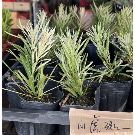 一禪種苗園-葉子上的白斑讓人驚嘆<小虎斑羅漢松苗>喬木-3.5吋盆