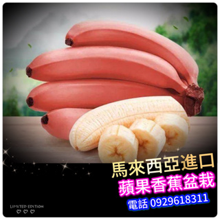 馬來西亞【蘋果香蕉盆栽】 紅色蘋果香蕉 紅蘋果蕉 紅皮香蕉