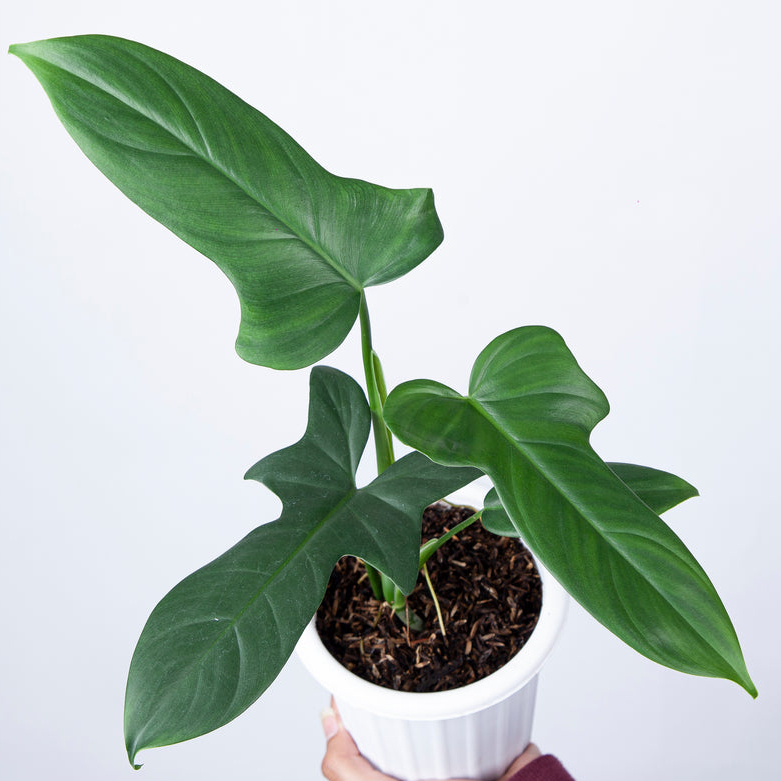 琴葉蔓綠絨 Philodendron bipennifolium 雨林 觀葉 斑葉 網紅 IG 室內 植物 小李植栽