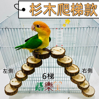 『鵡樂天』鸚鵡鼠兔爬梯-杉木跳臺爬梯款 原木製樓梯木梯跳臺 攀爬磨嘴玩具(6A1)攀爬遊樂場互動娛樂