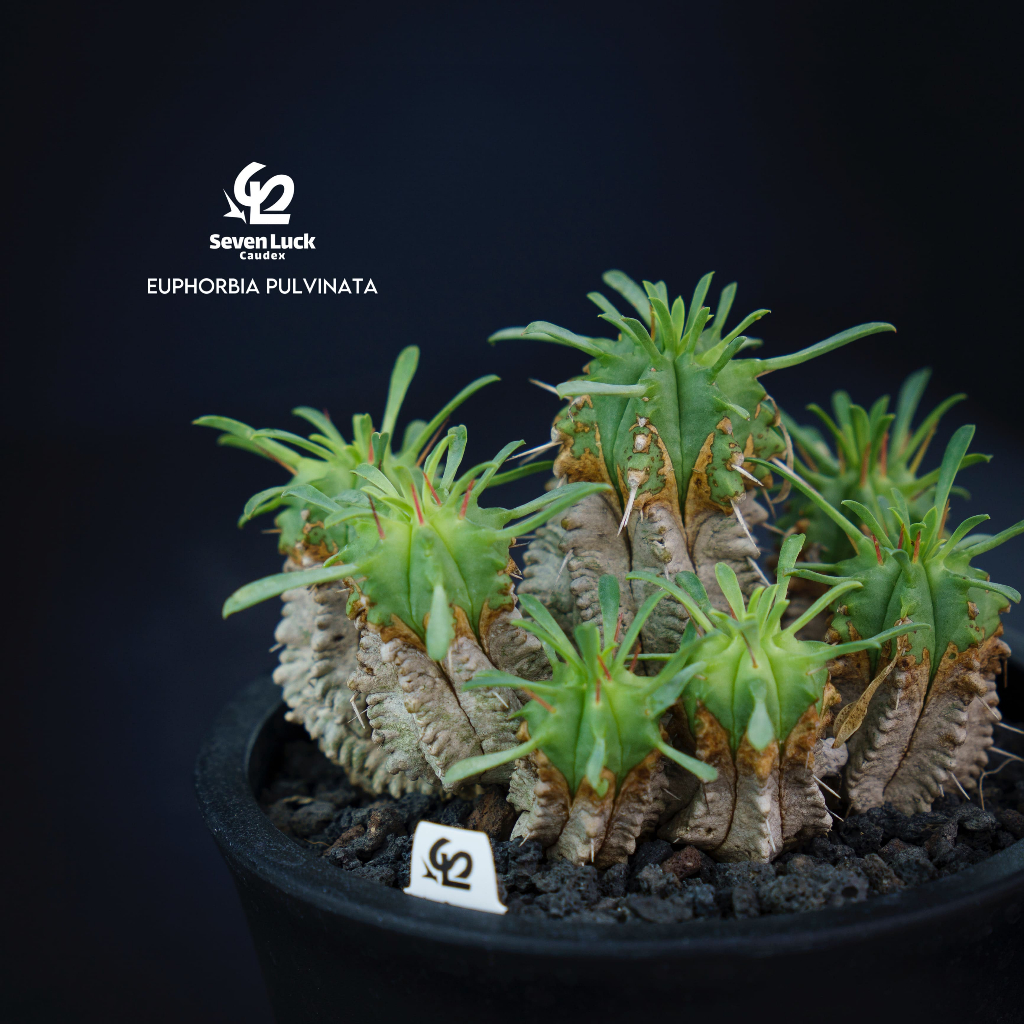 SL’s植物園-笹蟹丸Euphorbia pulvinata