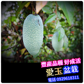 ✅愛玉盆栽✅【阡插款】 可在平地都市，快速結果【阡插苗】高約35-60公分，水果苗 樹苗 愛玉苗 愛玉盆栽 愛玉