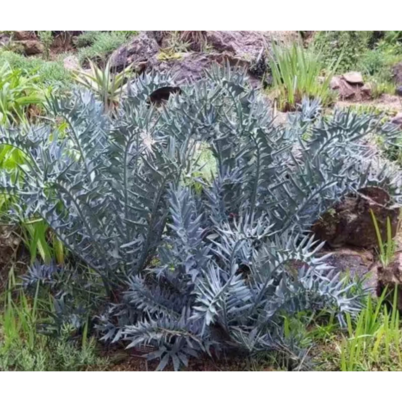 超萌多肉，潮流植物，稀有Encephalartos horridus dwarf 矮種非洲霸王蘇鐵蘇鐵種子，更稀有