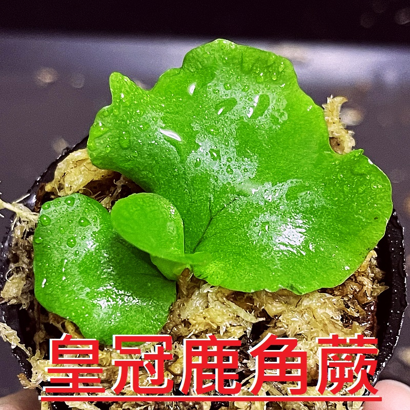 ✨KAI鹿角蕨👍【22-皇冠鹿角蕨 P. Coronarium】2寸盆小苗。(附花牌)