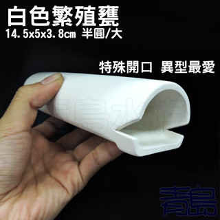 半圓/特殊開口【新莊/五股/青島水族】 陶瓷多功能 白色異型 繁殖甕 異形躲藏產卵 白色力量 異形