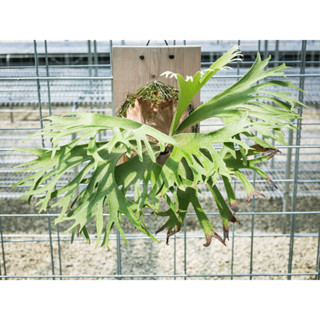 銀鹿交皇冠鹿角蕨 4吋盆 鹿角蕨 蕨類植物 鹿角蕨上板 觀葉植物 園藝 植栽 陽臺植物 盆栽【阿金的便秘花園】