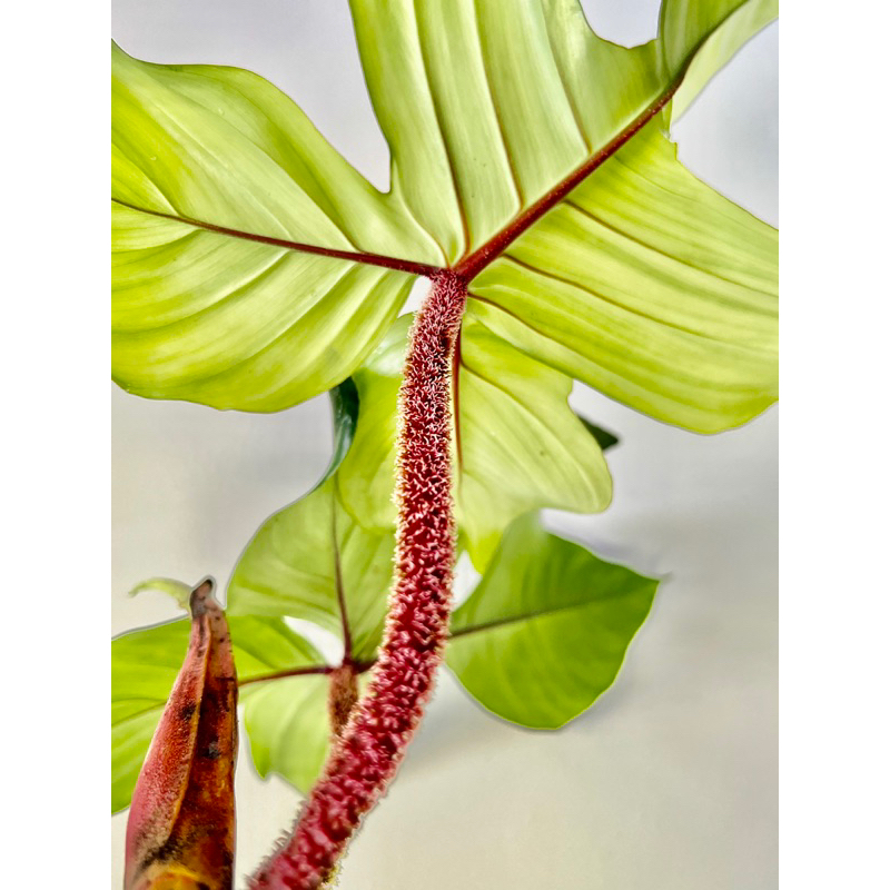 紅毛柄 蔓綠絨 龍爪 Philodendron squamiferum 雨林 觀葉 斑葉 IG 室內 植物 小李植栽