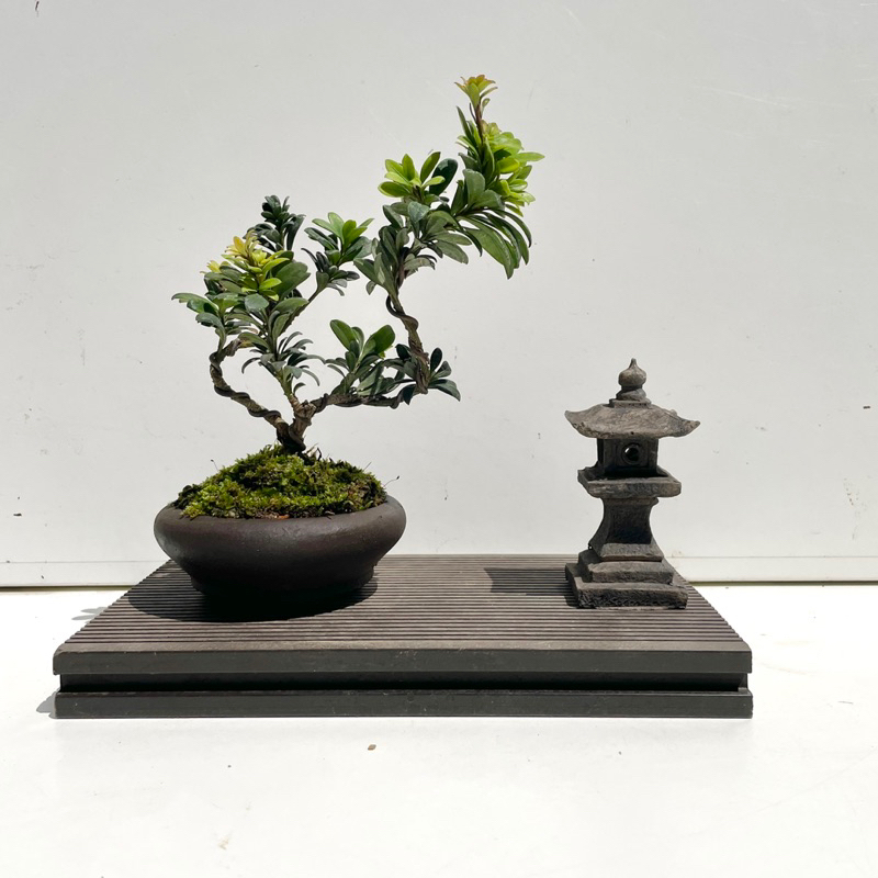 《野趣小品盆栽》珍珠羅漢松．米葉羅漢松03．中國宜興盆（不含擺件）