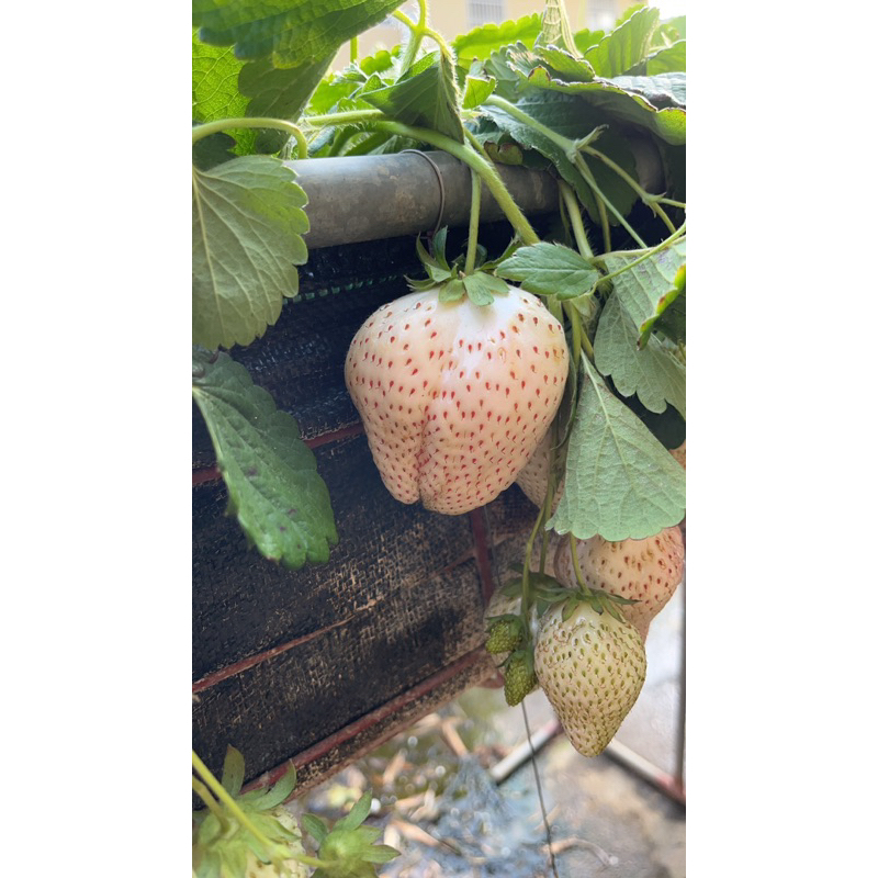 白草莓（高山白草莓）