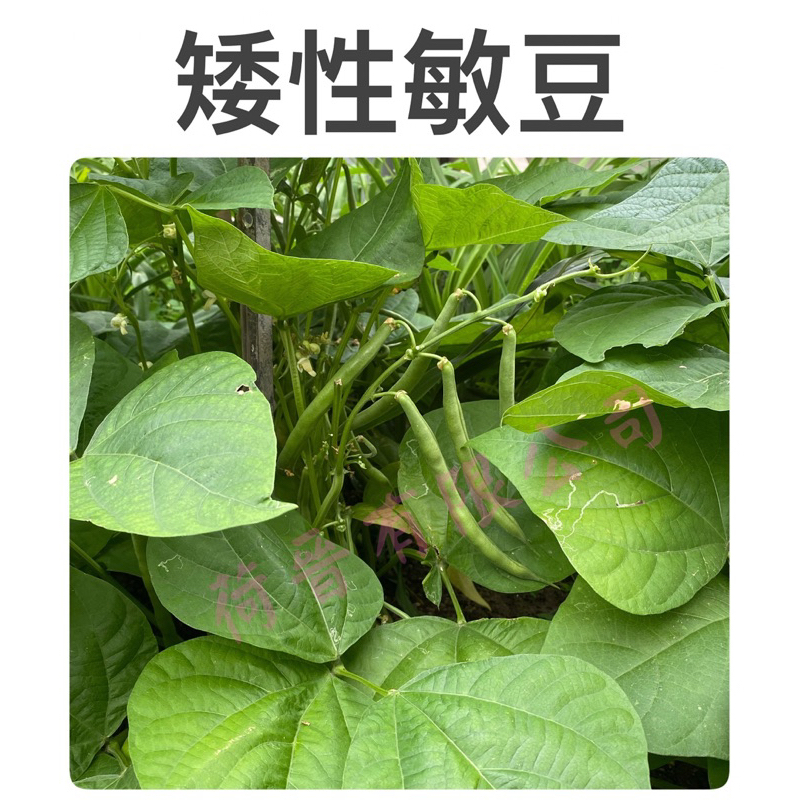 矮性敏豆種子(約35粒) 四季豆種子