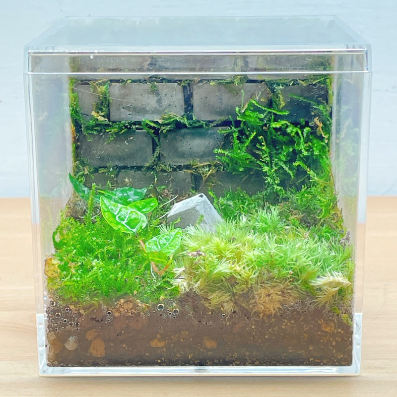 ＂古月＂苔蘚微型生態缸