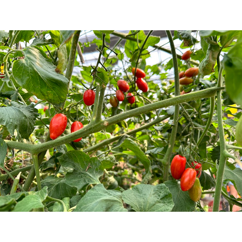 可胖的小農場-溫室玉女小番茄10盒入賣場