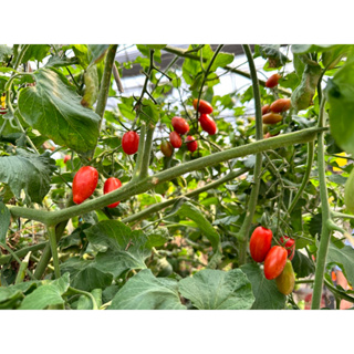 可胖的小農場-溫室玉女小番茄10盒入賣場