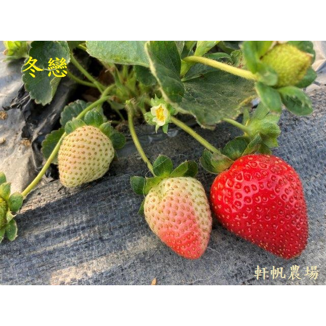 草莓苗 冬戀草莓 軒帆農場