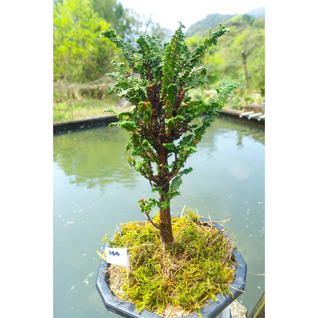 #144六角盆 4年以上自培植健康翠綠療化心靈可愛日本石化檜