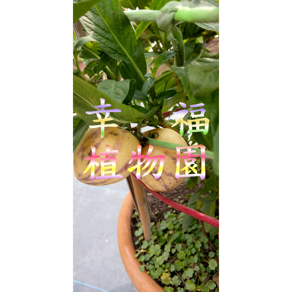 [幸福植物園]香瓜茄(人參果)扞插苗