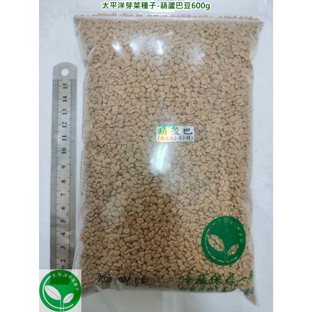 葫蘆巴豆種子600g-印度-約36000顆-可水耕/土耕/煮食/泡茶-85%以上高發芽率-芽菜種子/生菜種子/土耕種子