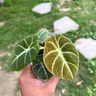 [蕨的想買就買] 綠絲絨觀音蓮 觀葉植物/天南星科/植栽/盆栽/植物/療癒/青山盆/窗邊植物/陽臺/造景/美化