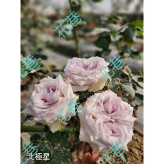 花巷-北極星 樹玫瑰/樹玫瑰品種/嫁接樹玫瑰/開花植物/綠化植物/4吋
