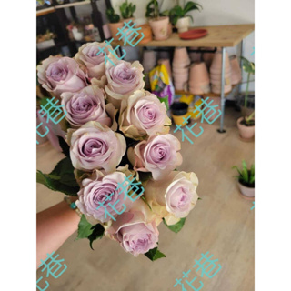 花巷-征服紫 樹玫瑰/樹玫瑰品種/嫁接樹玫瑰/開花植物/綠化植物/4吋
