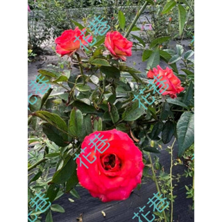 花巷-唇邊小玫 樹玫瑰/樹玫瑰品種/嫁接樹玫瑰/開花植物/綠化植物/4吋