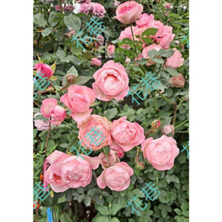 花巷-草莓馬卡龍 樹玫瑰/樹玫瑰品種/嫁接樹玫瑰/開花植物/綠化植物/4吋