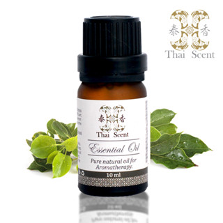 【ThaiScent 泰香】 100% 純精油 樟樹 精油10ml
