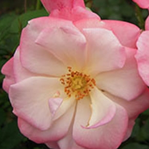 《櫻霞》  🌹 玫瑰花盆栽苗 🌹 玫瑰苗 🌹 玫瑰花苗 🌹 玫瑰盆花 🌹玫瑰花🌹
