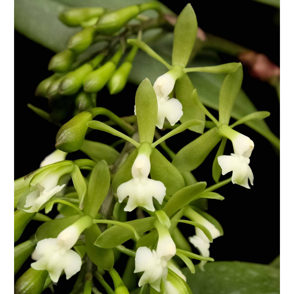 Epidendrum paniculatum x self 原生種蘭花瓶苗