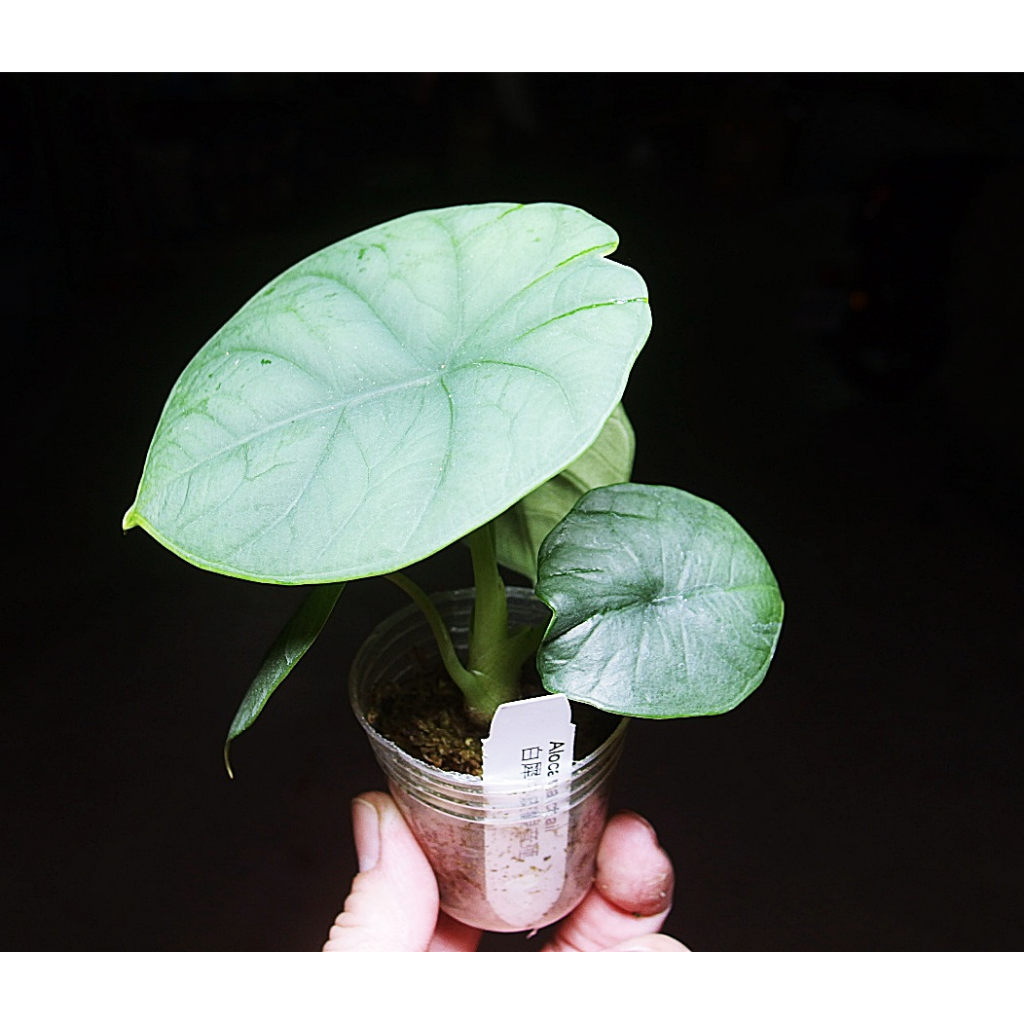 &lt;美心花園&gt;Alocasia chaii 白犀牛皮觀音蓮  觀葉植物