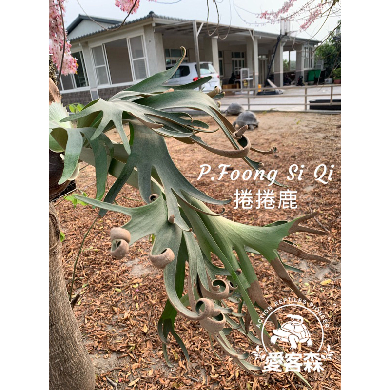 🌱愛客森🌱正側芽Foong si gi  馮詩淇 捲捲鹿 FSQ 鹿角蕨