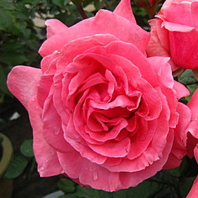 《南海》 🈶貨 🌹 玫瑰花盆栽苗 🌹 玫瑰苗 🌹 玫瑰花苗 🌹 玫瑰盆花 🌹玫瑰花🌹