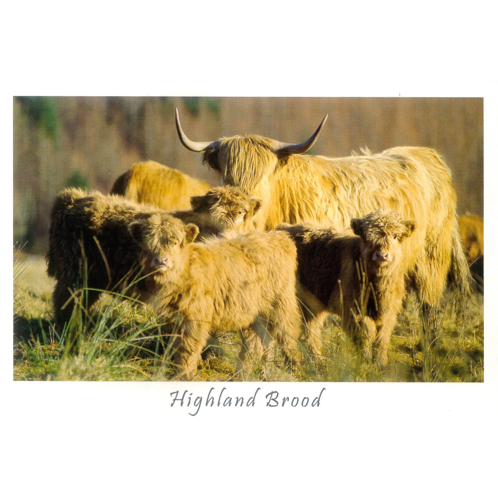 英國進口明信片 蘇格蘭 高地牛 動物 Postcrossing 攝影 野生動物 Glen Lonan 明信片