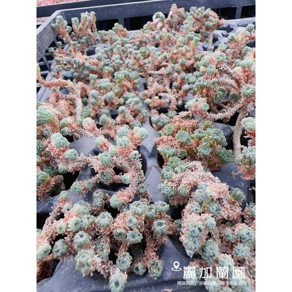 麗加-小松綠-均8小頭起-多肉植物-限量品-無根-原植5cm盆，請閱內文-下標=已詳閱並同意遵守賣場聲明事項-新手不推薦