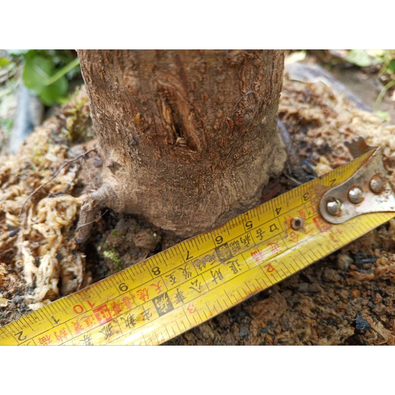 矮霸老粗頭約8公分日本品種黃金紅楓樹槭樹名字叫茜1,小品盆栽4600元優惠郵局免運費